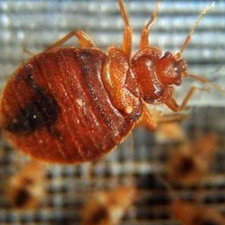 Warning Bed Bugs Running Wild in Las Vegas Hotels Legends Nation